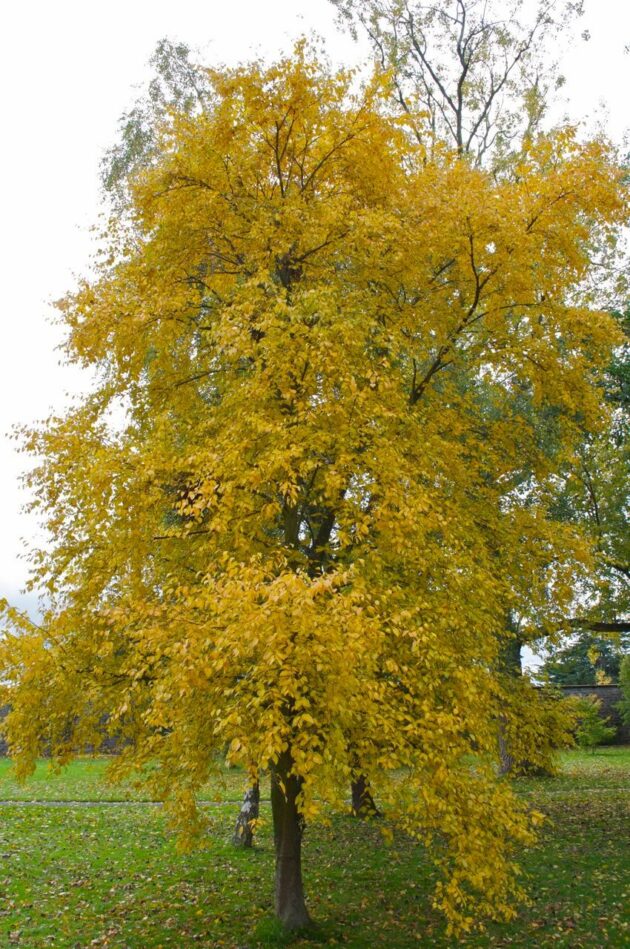 Betula lenta 