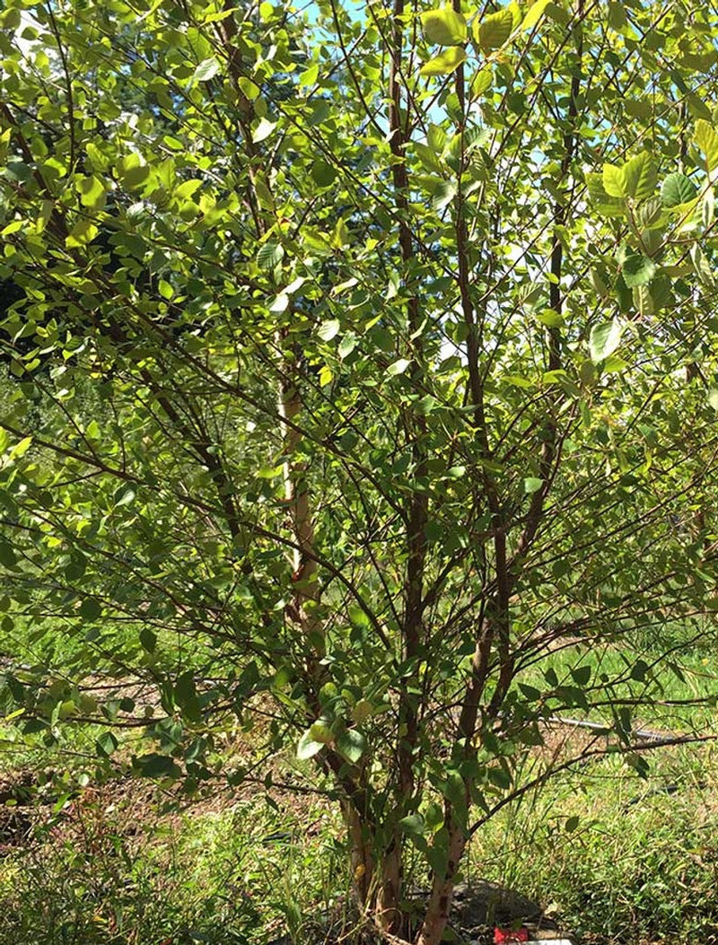 Betula n Heritage clump 22&