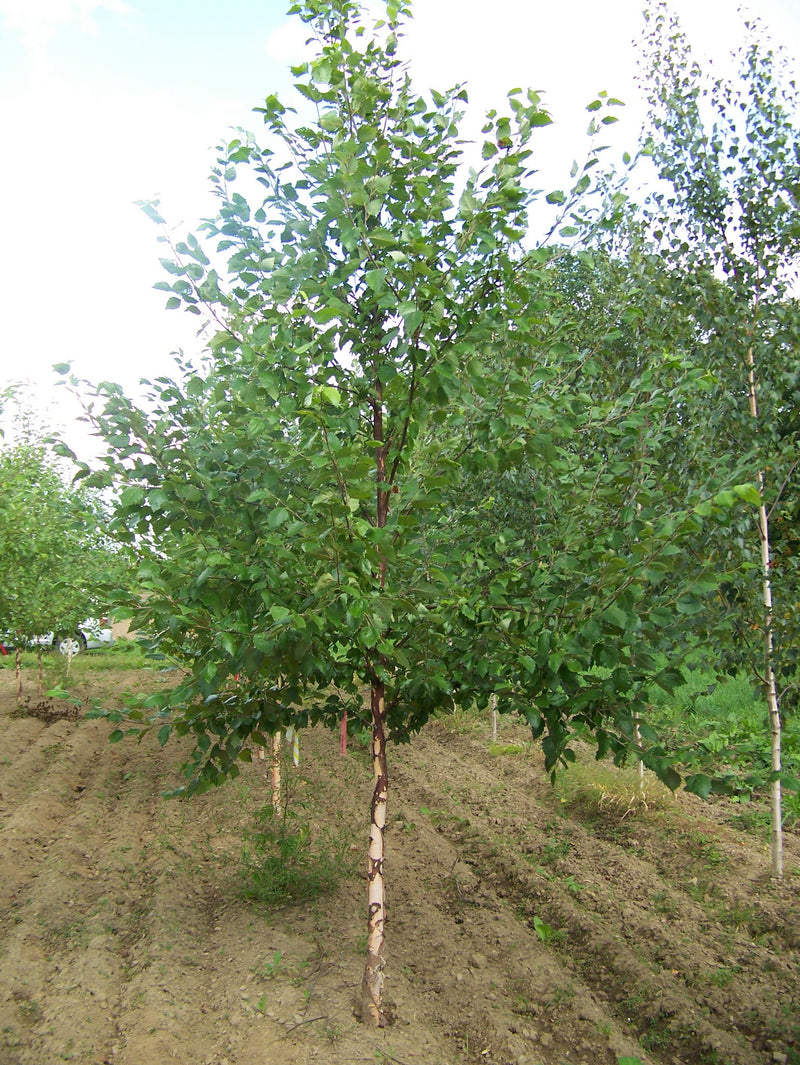 Betula n Heritage single stem 