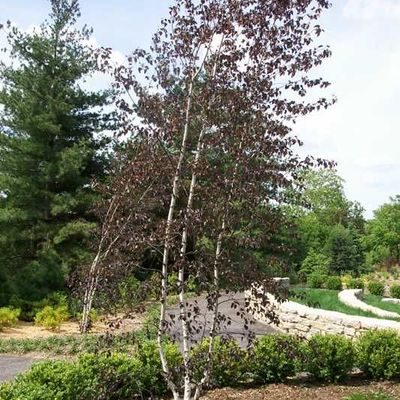 Betula pl Crimson Frost Cl 