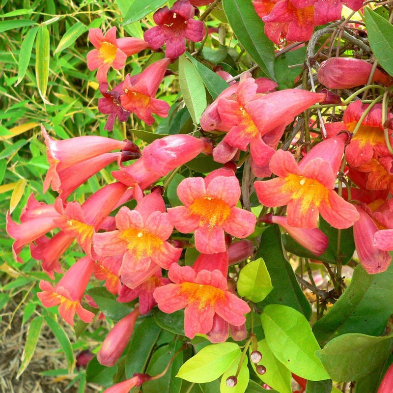 Bignonia c Tangerine Beauty 