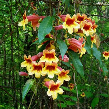 Bignonia c Crossvine 