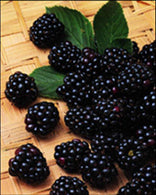Fruit-Blackberry-Chester 