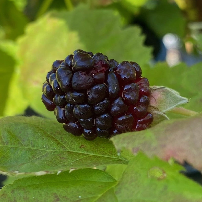 Fruit-Blackberry-Columbia Giant 