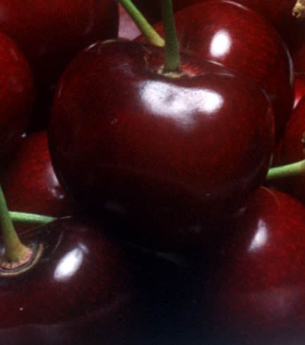 Fruit-Cherry-Blackyork semi-dwf 