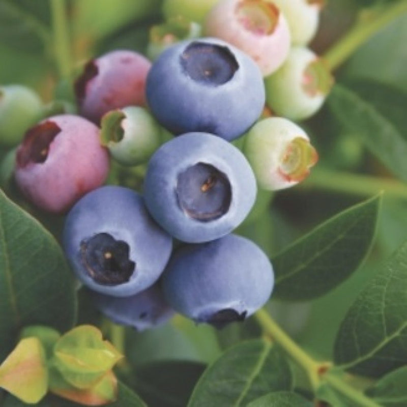 Fruit-Blueberry-Elliott 