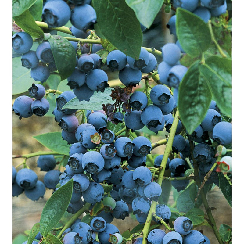 Fruit-Blueberry-Blueray 