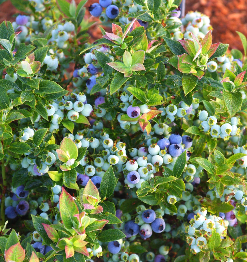 Fruit-Blueberry-Jelly Bean 