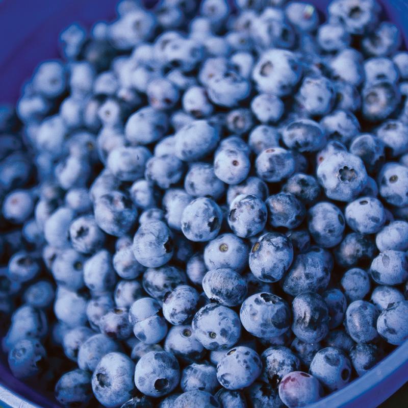 Fruit-Blueberry-Northblue 