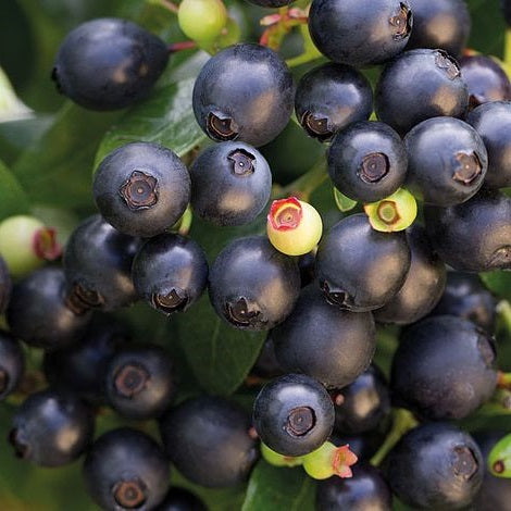 Fruit-Blueberry-Berry Bux 