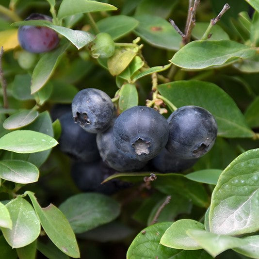 Fruit-Blueberry-Bountiful Blue 