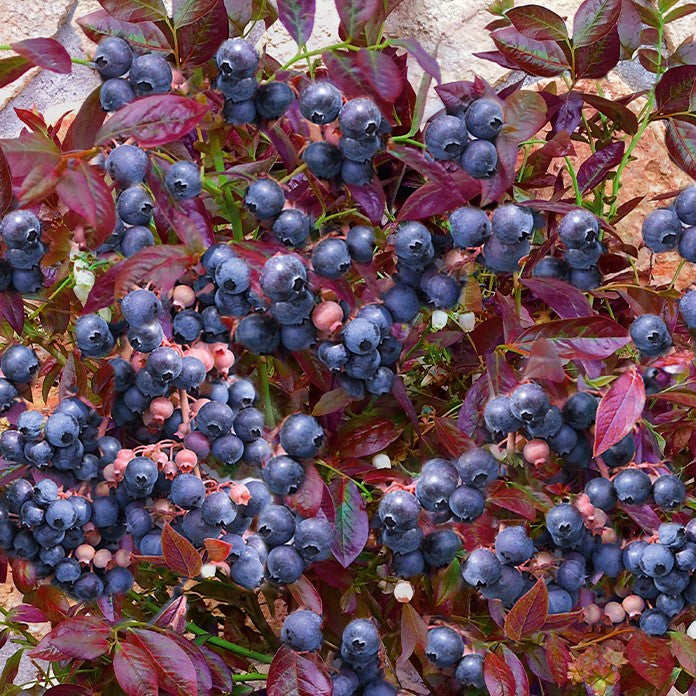 Fruit-Blueberry-Cabernet Splash 