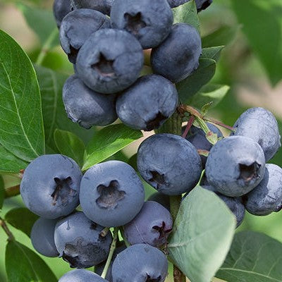 Fruit-Blueberry-Jersey 