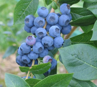 Fruit-Blueberry-Northland 