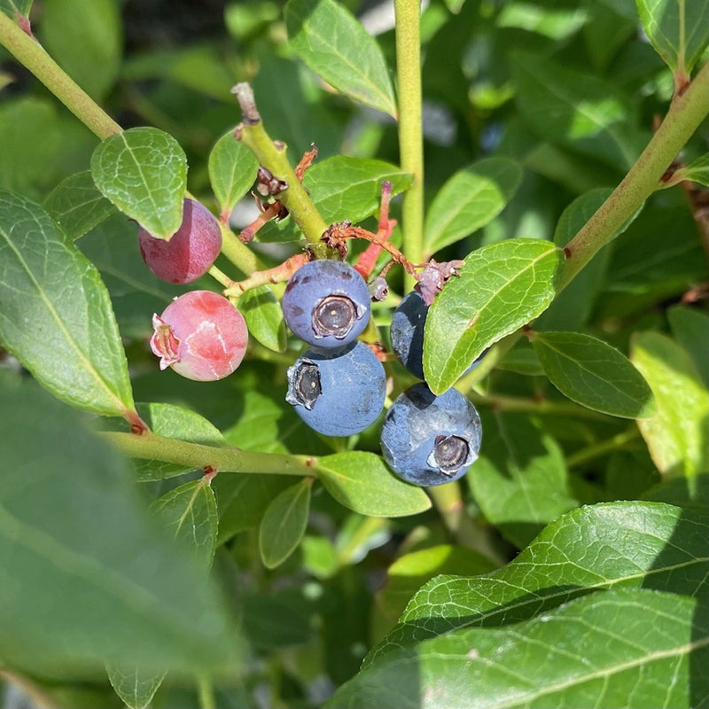 Fruit-Blueberry-Perpetua 