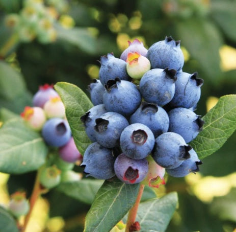 Fruit-Blueberry-Perpetua 