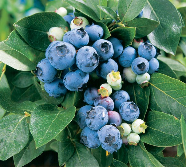 Fruit-Blueberry-Bluecrop 