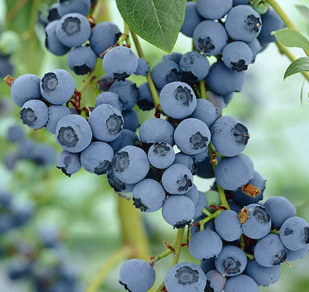 Fruit-Blueberry-Bluegold 