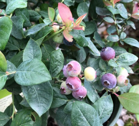 Fruit-Blueberry-Pink Icing 