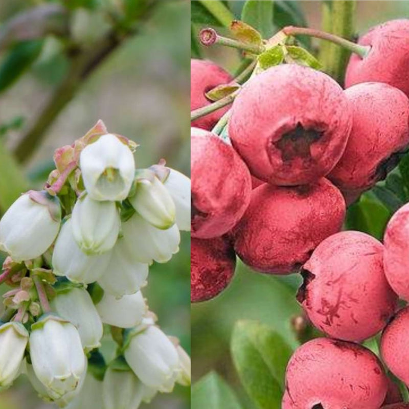 Fruit-Blueberry-Pink Lemonade 