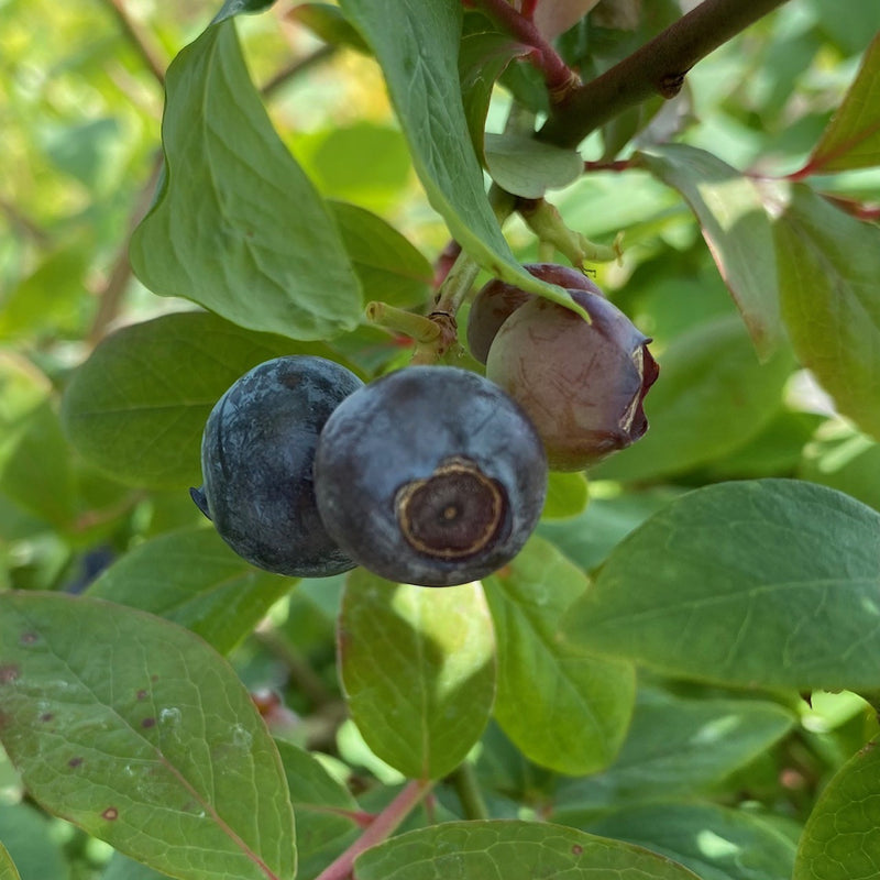 Fruit-Blueberry-Blue SIlver Dollar 