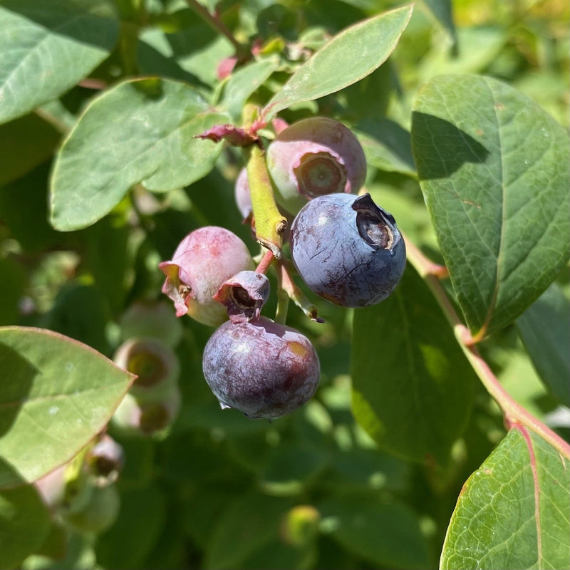 Fruit-Blueberry-Blue SIlver Dollar 