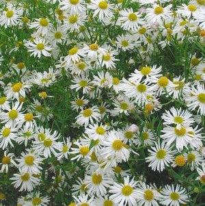 Boltonia asteroides 