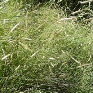 Bouteloua gracilis 