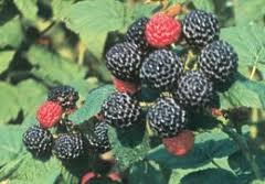 Fruit-Raspberry-Bristol 