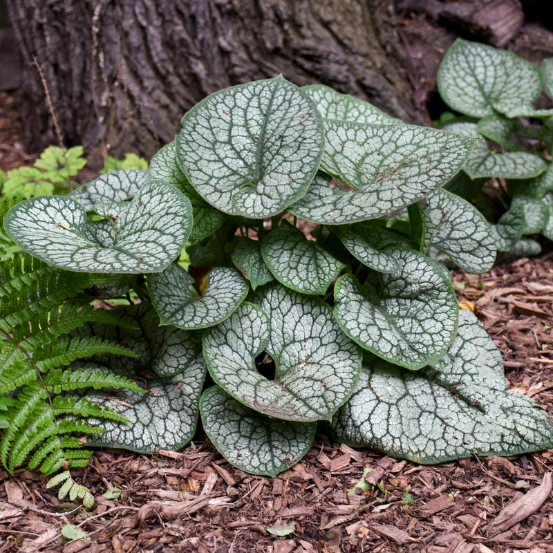 Brunnera Jack of Diamonds PW