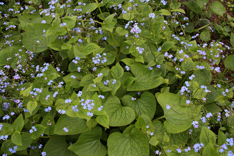 Brunnera macrophylla 