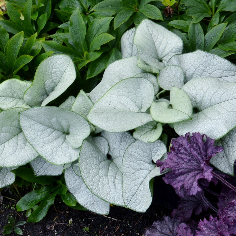 Brunnera Alexandria 