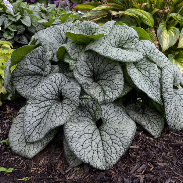 Brunnera Queen of Hearts PW