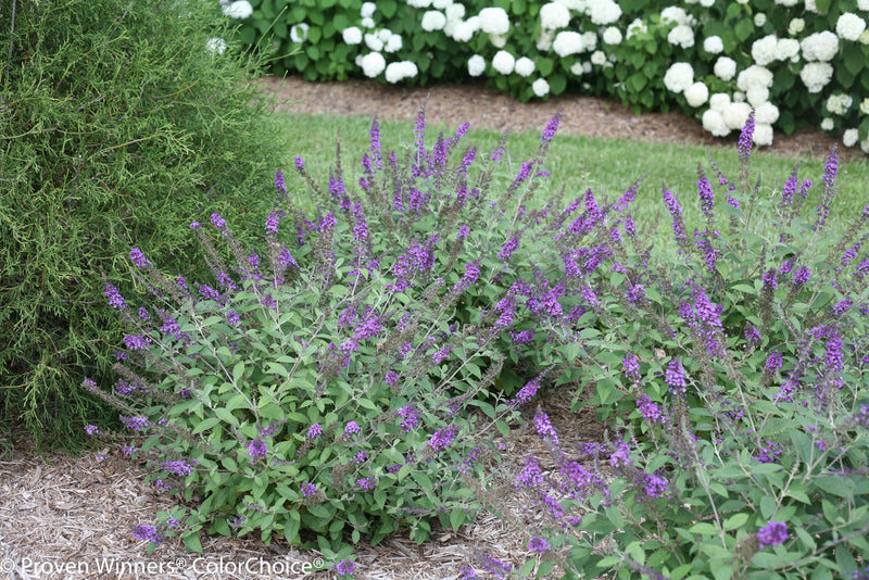 Buddleia Blue Chip Jr PW