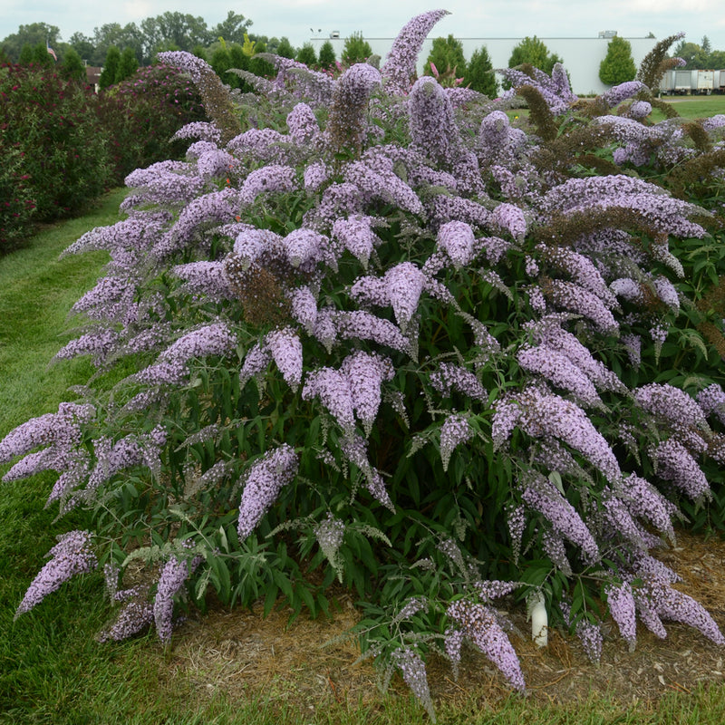 Buddleia Grand Cascade 