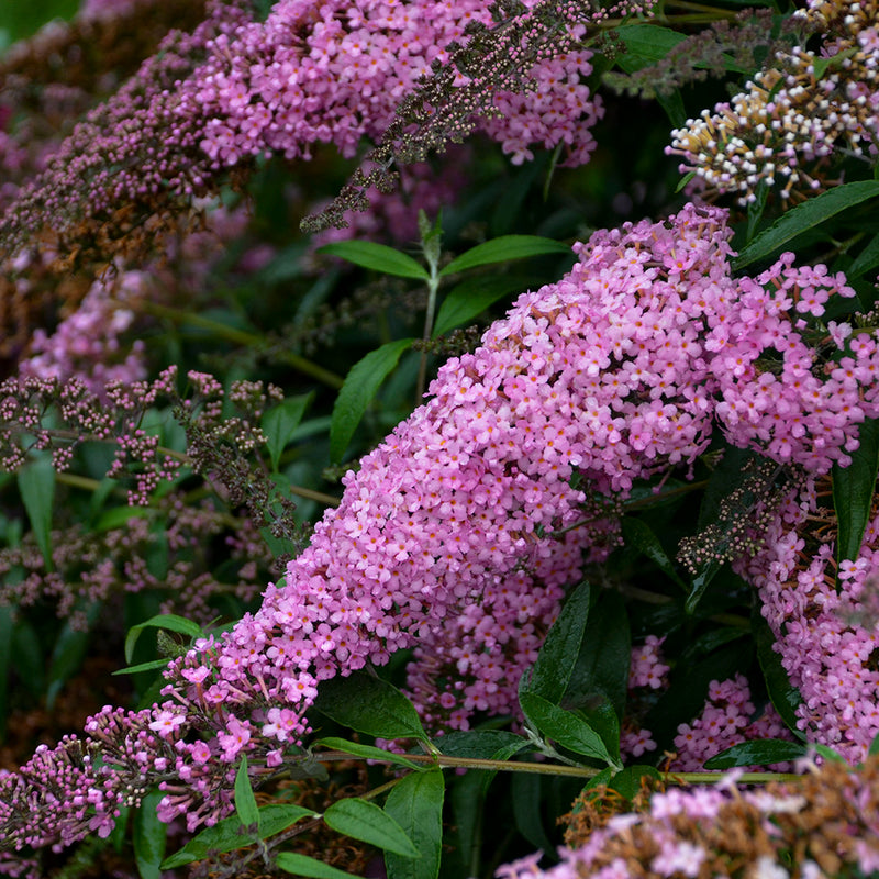 Buddleia Pink Cascade 