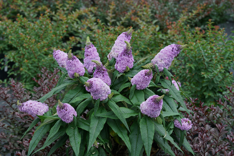 Buddleia Pugster Amethyst PW