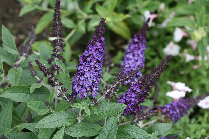 Buddleia Pugster Blue PW