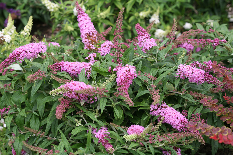 Buddleia Pugster Pinker PW