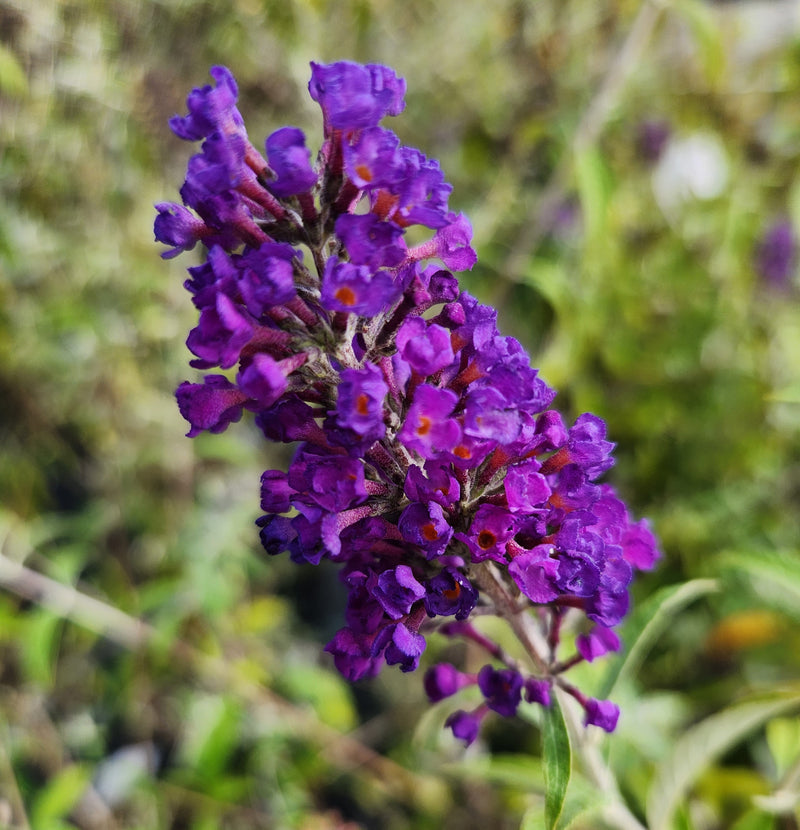 Buddleia Black Knight 