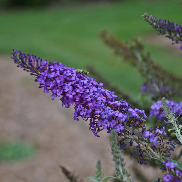 Buddleia Blue Knight 