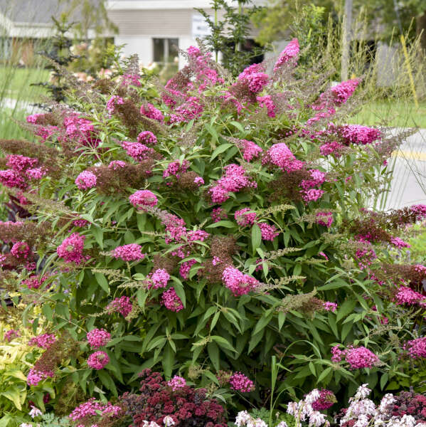 Buddleia Cherry Royale 