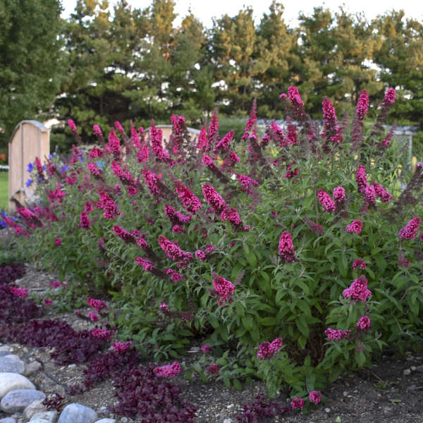 Buddleia Prince Charming 