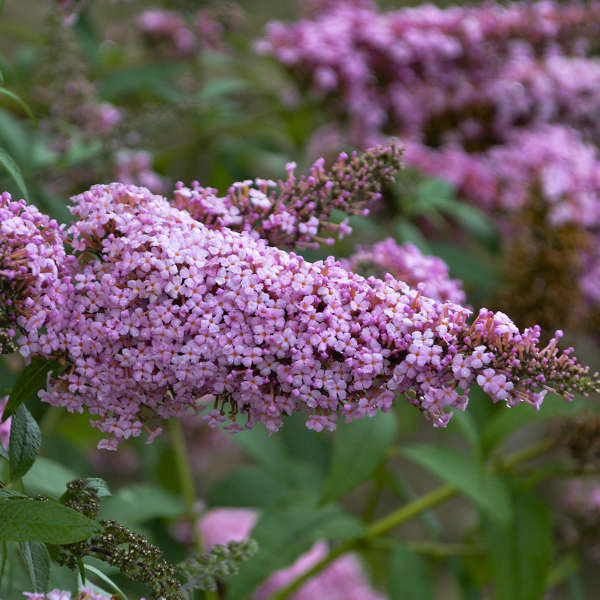 Buddleia Princess Pink 