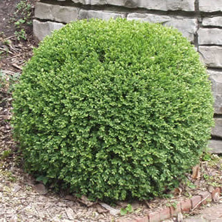 Buxus m Wintergreen 