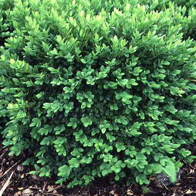 Buxus x Chicagoland Green 15"