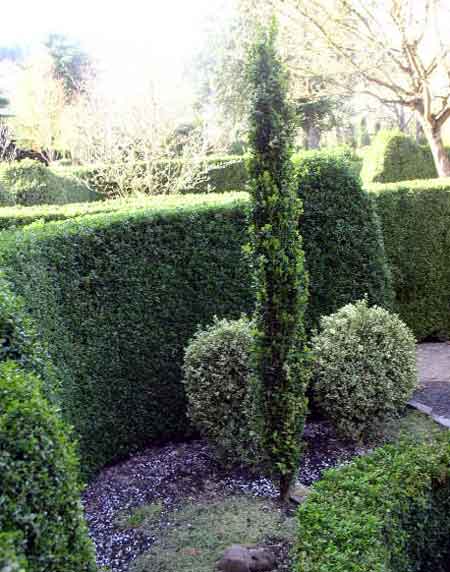 Buxus s Graham Blandy 2.5&