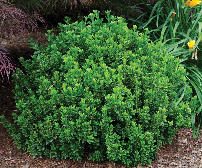 Buxus m Baby Jade #3 – The Siebenthaler Company