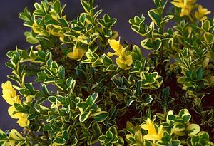 Buxus s variegata 