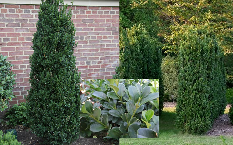 Buxus Shadow Sentry 